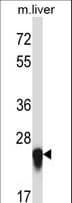 IL27 Antibody (aa126-154)
