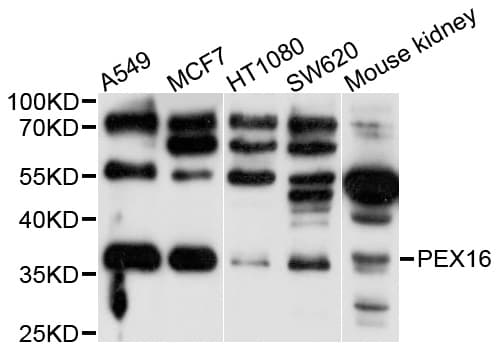 PEX16 Antibody