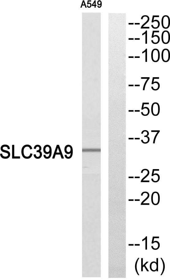 SLC39A9 Antibody