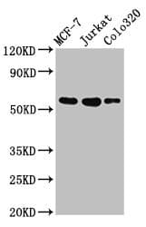 IRX4 Antibody