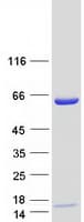 Human LMNB2 / Lamin B2 Protein (Recombinant Myc-DDK (Flag))