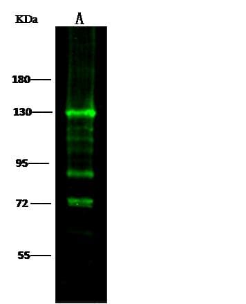 CDH1 / E Cadherin Antibody (clone 117, Preservative Free)