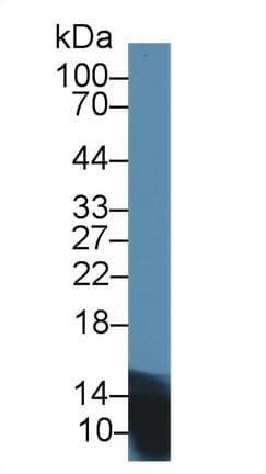 Insulin Antibody (aa25-110, Cy3)