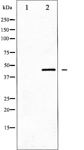 DUSP1 / MKP1 Antibody