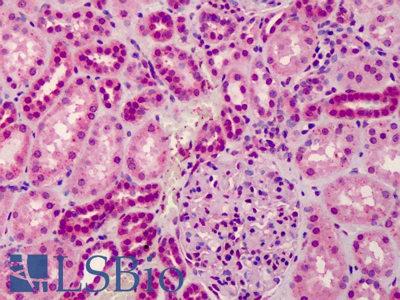 IHC-plus™ GRTP1 Antibody