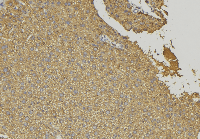 Polyclonal Rabbit anti-Human GCNT7 Antibody (IHC, IF, WB)