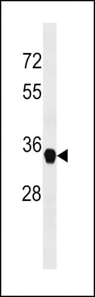 FAM164A / CGI-62 Antibody (aa271-298)