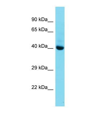 MKX Antibody (aa257-306)