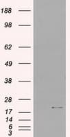 Monoclonal Mouse anti-Human IL3 Antibody (clone OTI5G7H9, WB)