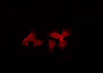 BRWD3 Antibody