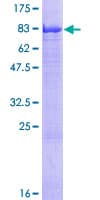 Human GAN Protein (Recombinant GST)