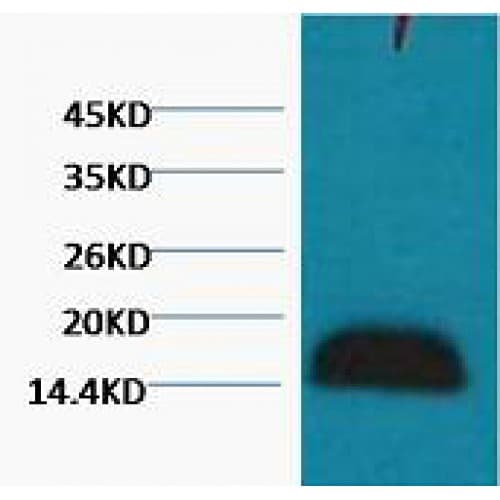 Histone H3 Antibody