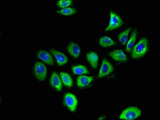 GFRA1 / GFR Alpha Antibody