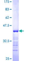 Human SYNE2 / Nesprin-2 Protein (Recombinant GST, N-terminus)