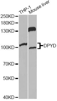DPYD / DPD Antibody