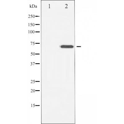 CD6 Antibody