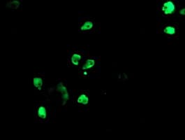 TLE1 / TLE 1 Antibody (aa180-460, clone OTI1H2, Carrier-free)