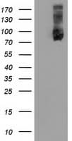 USP5 Antibody (clone OTI1F9)