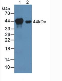 MAP2K1 / MKK1 / MEK1 Antibody (aa54-369)