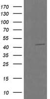 RASSF8 Antibody (clone OTI2F9)