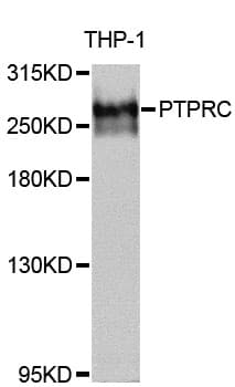 CD45 / LCA Antibody
