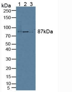 TCEB3 / Elongin A Antibody (aa76-345, APC)
