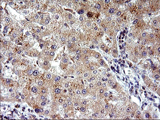 EMC8 / COX4NB Antibody (clone OTI2A4)