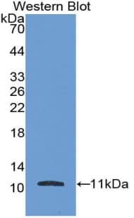 FGF3 Antibody (aa154-232, Cy3)