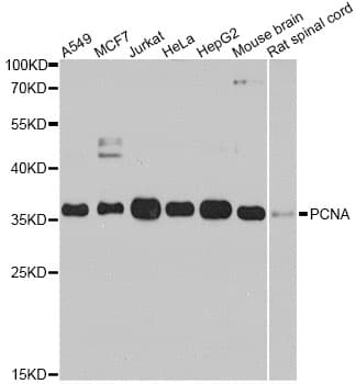 IHC-plus™ PCNA Antibody