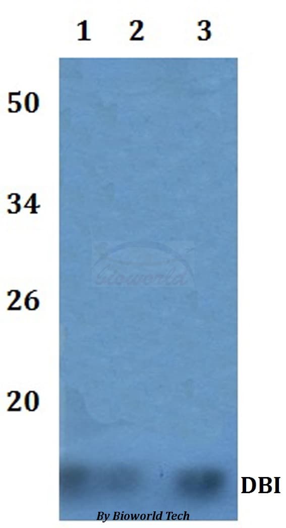 DBI / ACBD1 Antibody