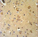 LRRTM1 Antibody (aa88-117)