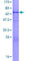 Human TCF19 / TCF-19 Protein (Recombinant GST)