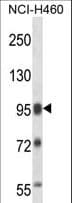 SFPQ Antibody (aa676-705)