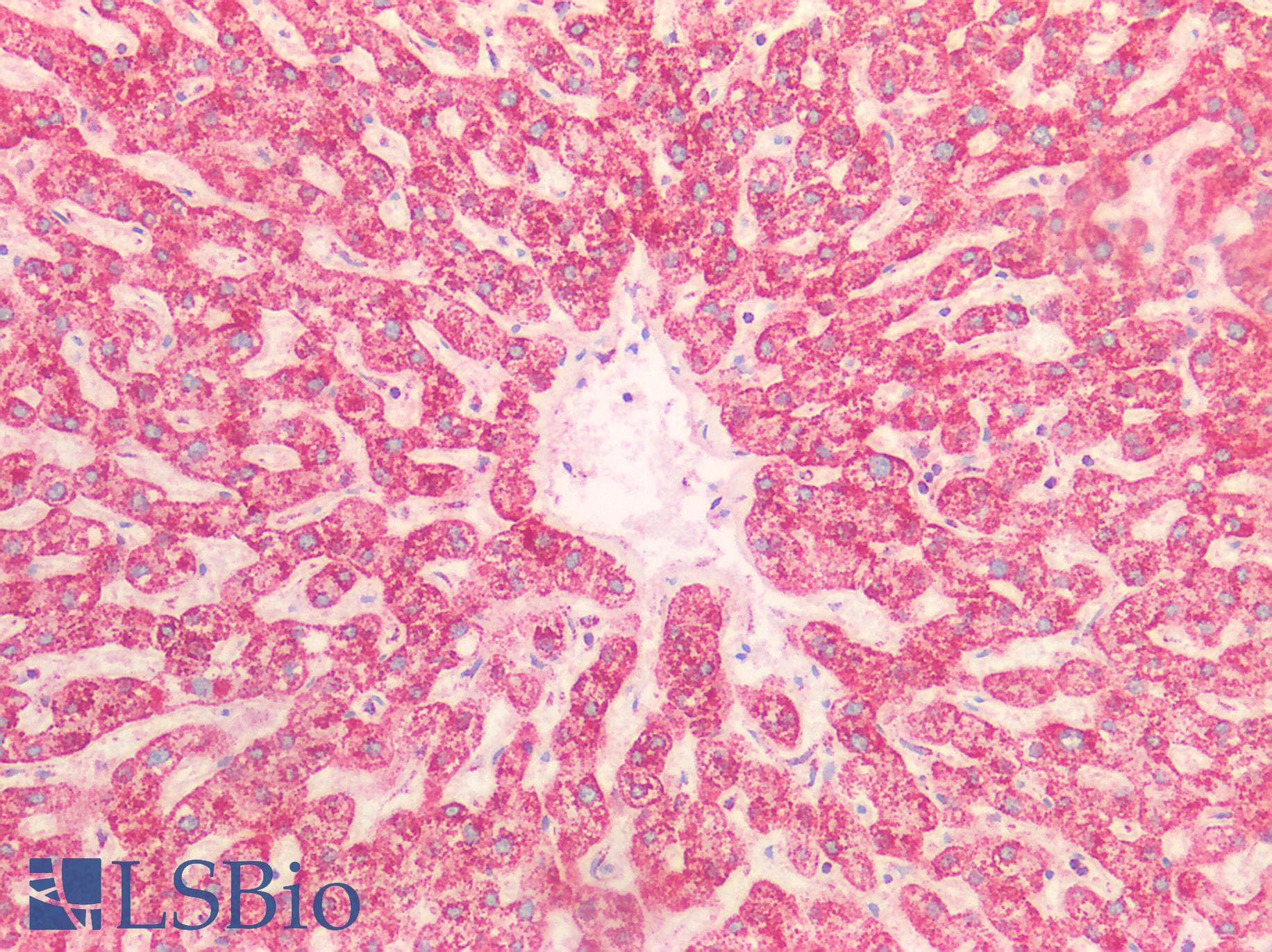 PathPlus™ HSPA9 / Mortalin / GRP75 Antibody (C-Terminus)