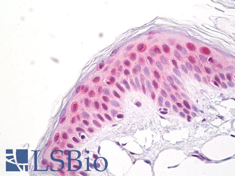 IHC-plus™ NUP35 / NUP53 Antibody (aa50-100)