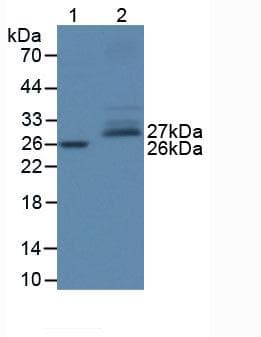 SOD3 Antibody