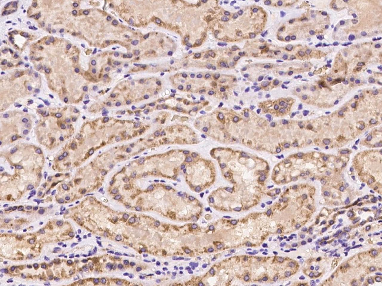 OXSM / KS Antibody