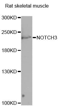 NOTCH3 Antibody