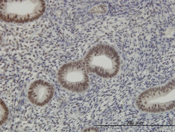 Monoclonal Mouse anti-Human RBM39 Antibody (clone 4G8, IHC, IF, WB)