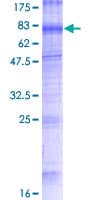 Human TMEM175 / MGC4618 Protein (Recombinant GST)