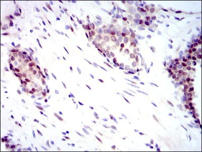 YAP / YAP1 Antibody (clone 1A12)