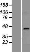 Human SELL / L-Selectin / CD62L Protein (Over-Expression Lysate Myc-DDK (Flag))
