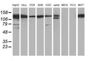 HDAC6 Antibody (clone OTI3E7)
