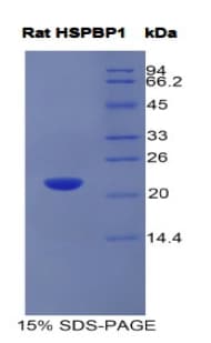Rat HSPBP1 Protein (Recombinant His)