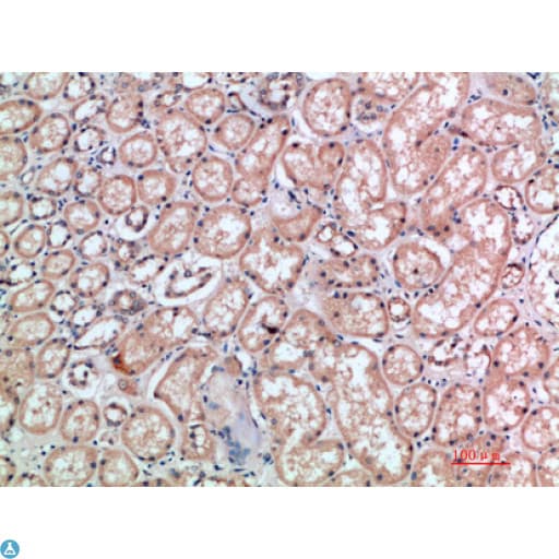 CD300E Antibody