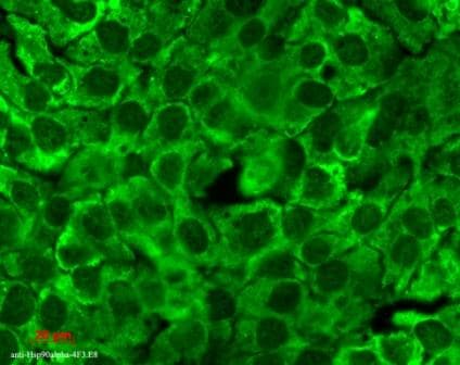 IHC-plus™ HSP90 / Heat Shock Protein 90 Antibody (clone 4F3.E8)