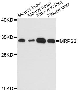 MRPS2 Antibody