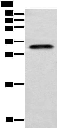LYPD4 Antibody