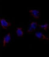 Polyclonal Rabbit anti-Human BMP7 Antibody (aa15-44, IHC, IF, WB)