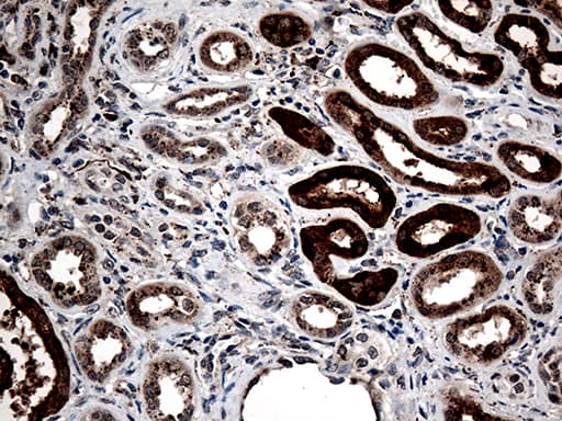 CTSL / Cathepsin L Antibody (aa114-333, clone OTI1C7, Carrier-free)